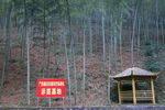 竹林景区 千亩基地
