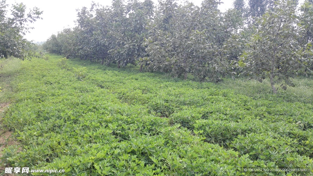 花生地 花生种植