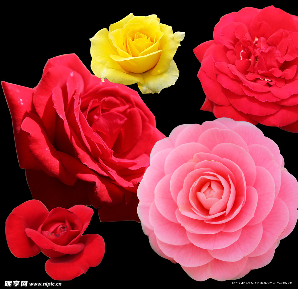 单个玫瑰花png图片素材-编号39032236-图行天下