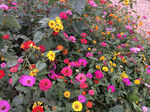 鲜花摄影