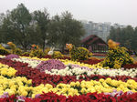 菊花展高清摄影