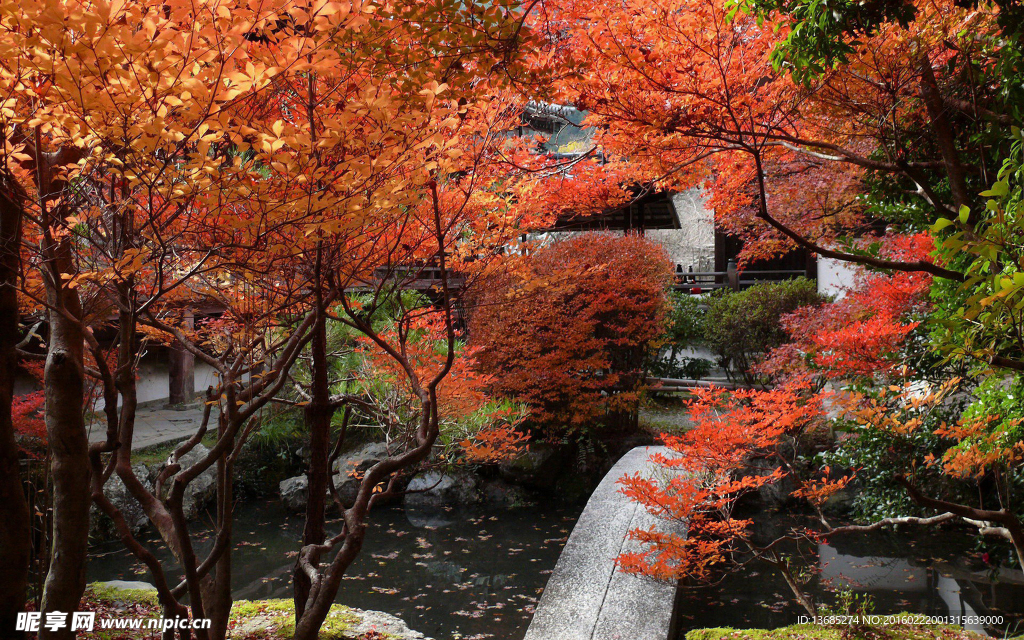 满山红