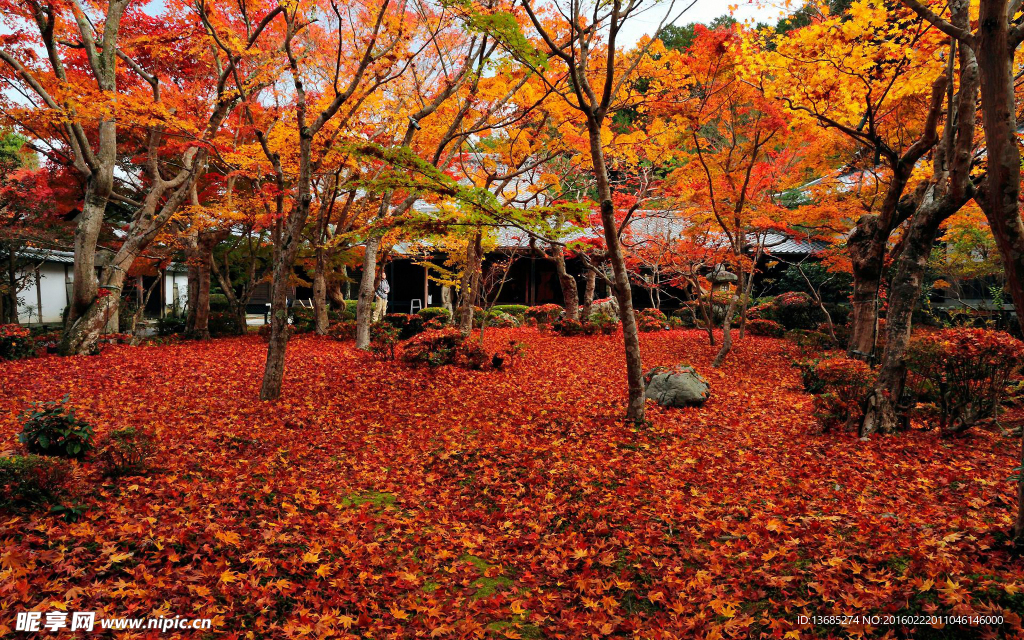 红叶满地