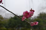 红梅