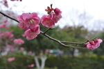 红梅