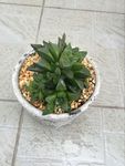 多肉植物透窗寿