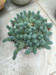 多肉植物薄雪