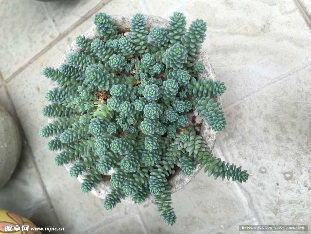 多肉植物薄雪