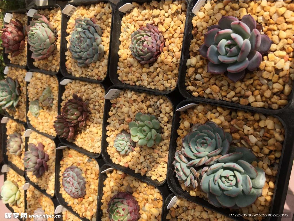 多肉植物