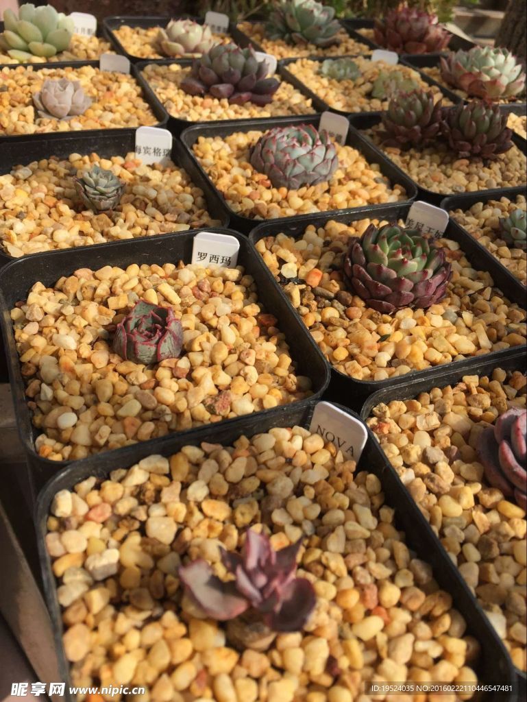 多肉植物
