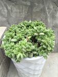 多肉植物熊童子