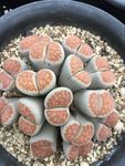 多肉植物群生石生花
