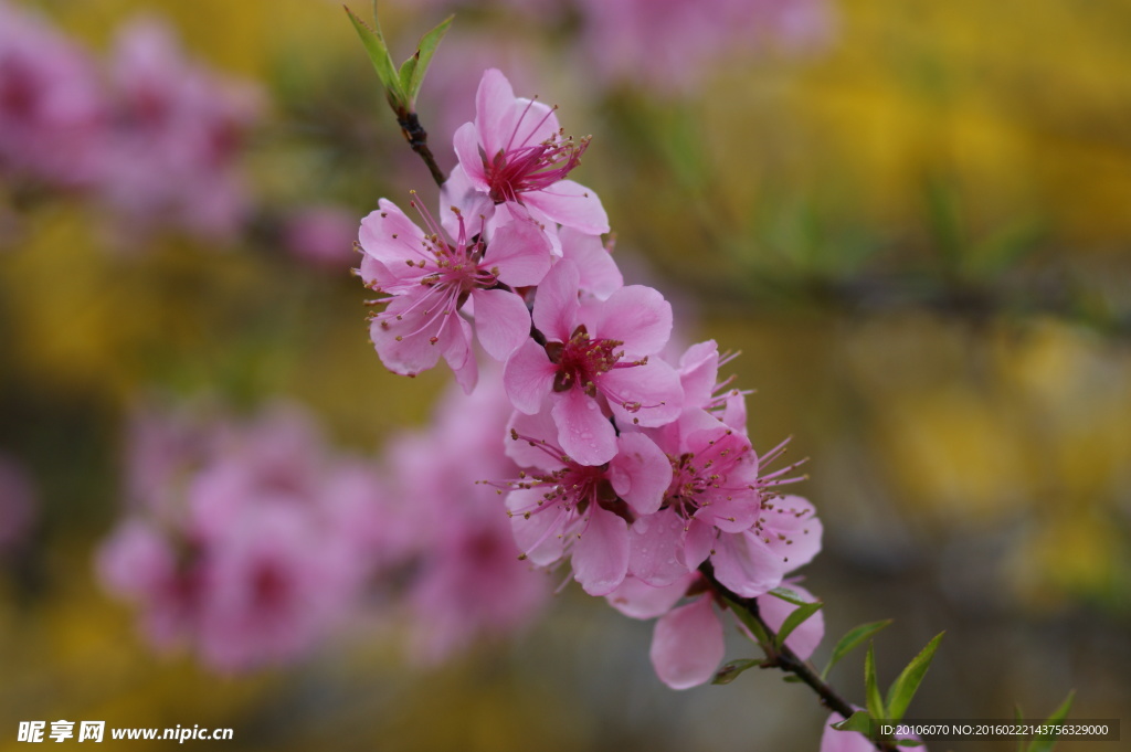 桃花