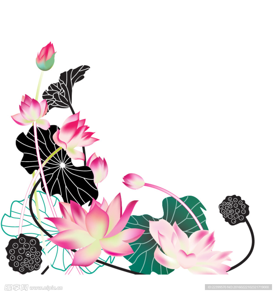 荷花
