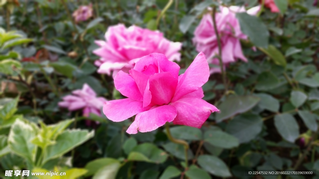 玫瑰花