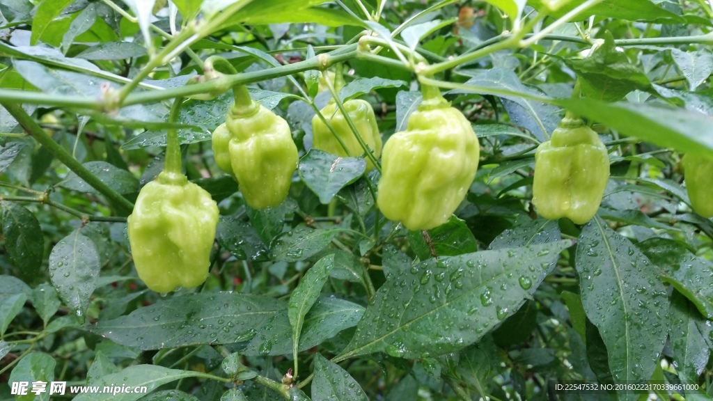 灯笼椒
