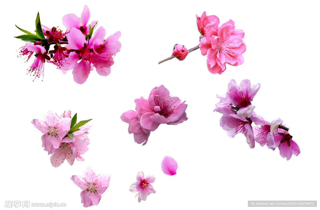 桃花
