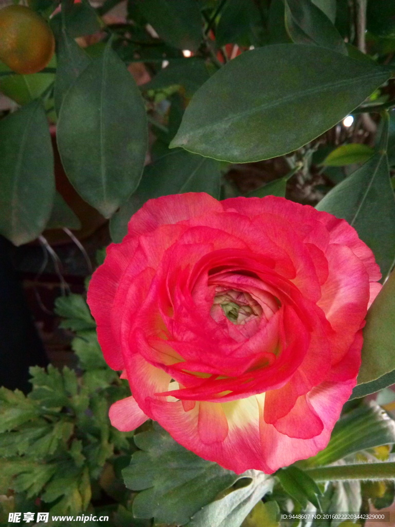 芹叶牡丹