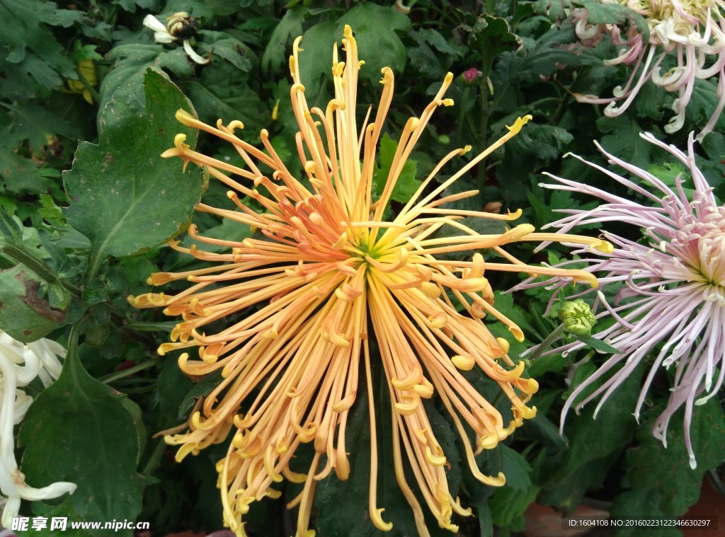 菊花