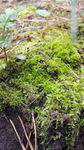 苔藓山水