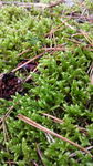 苔藓