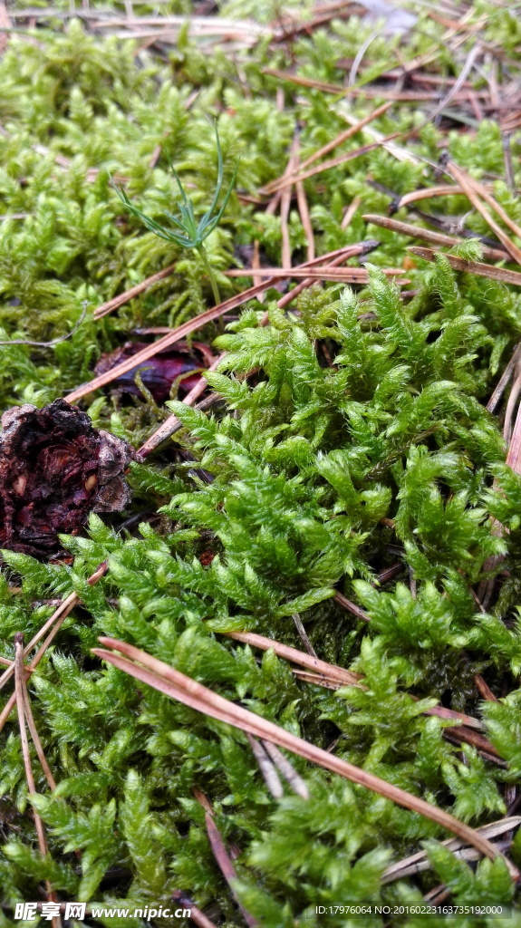 苔藓