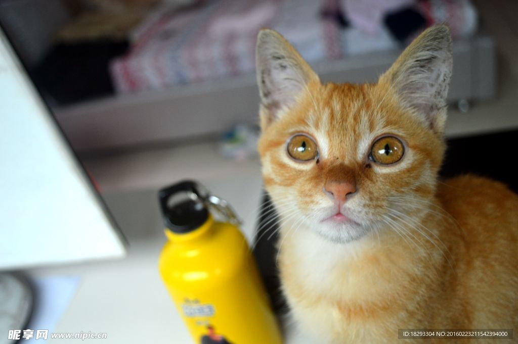 猫猫