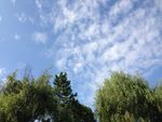 绿树天空