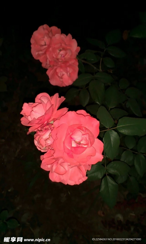 玫瑰花