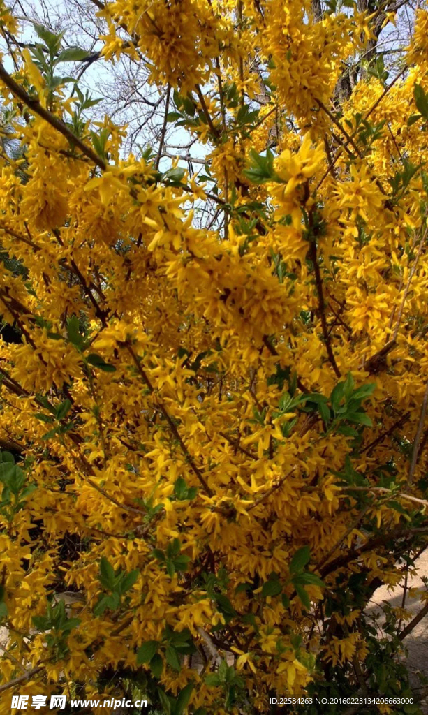 迎春花花丛