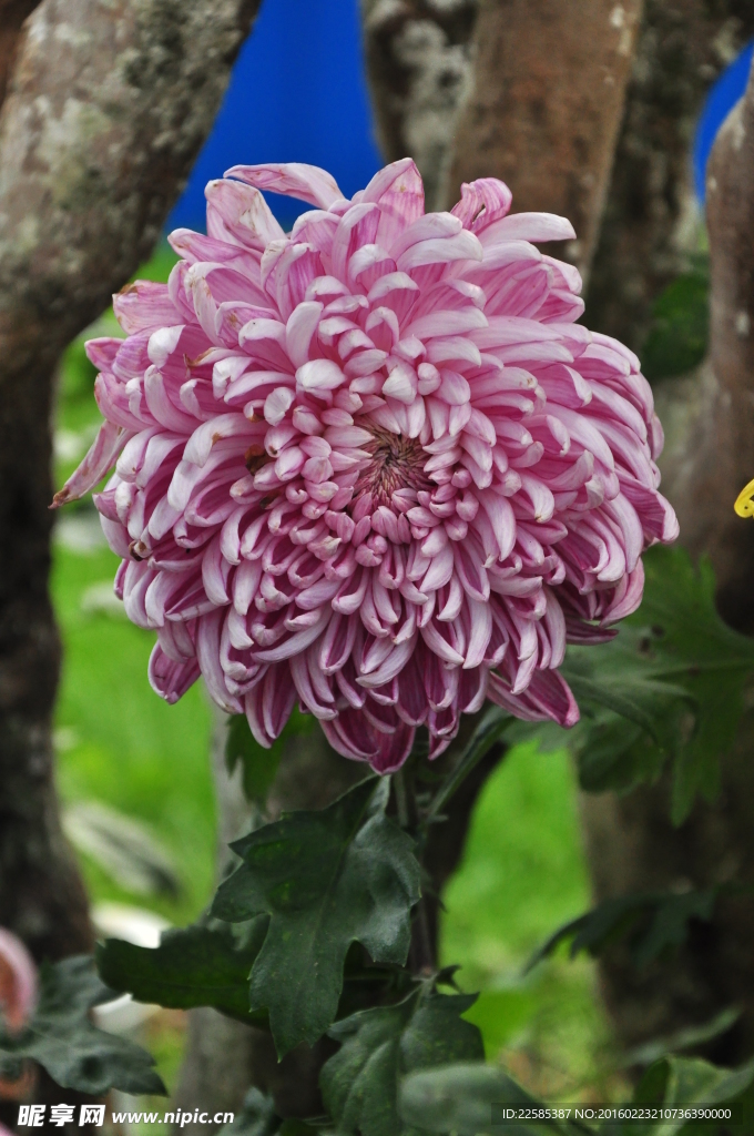 自然风景 摄影 花草 植物 特写 美图 素材  菊花