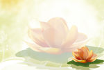 花卉背景画