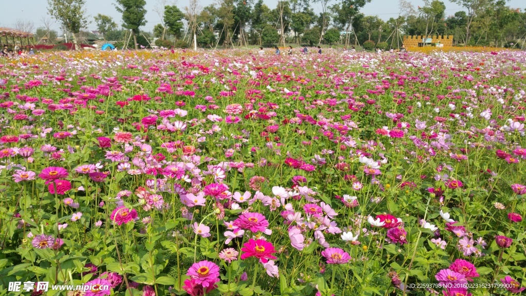 五颜六色的金盏菊花