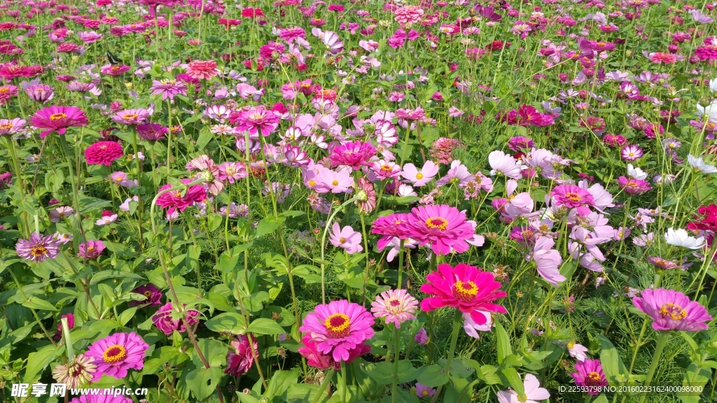 五颜六色的金盏菊花