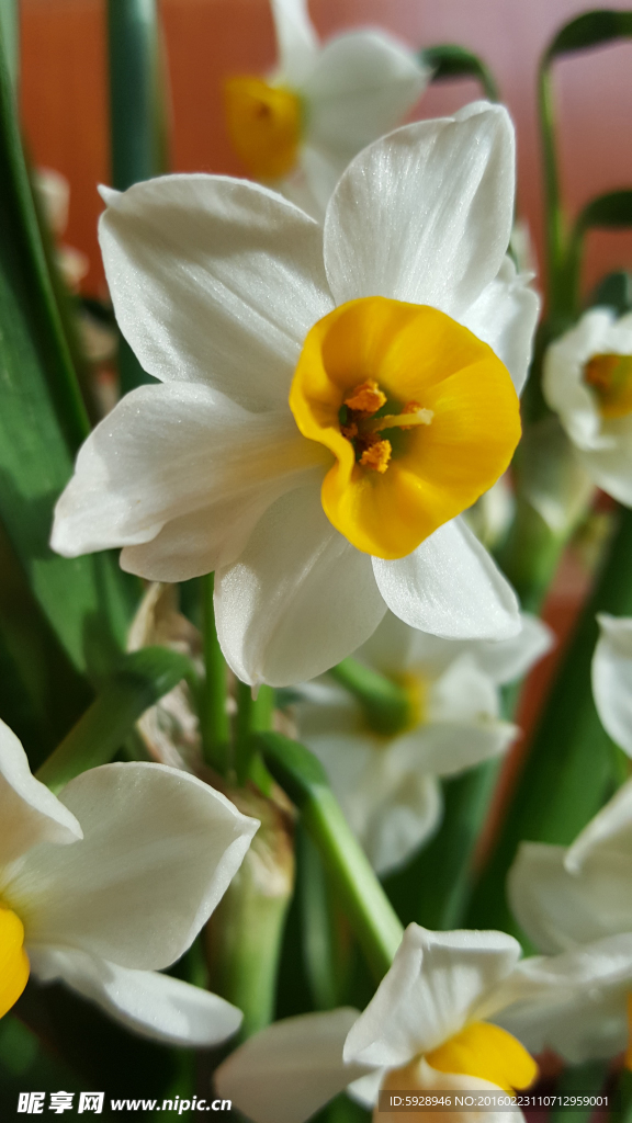水仙花