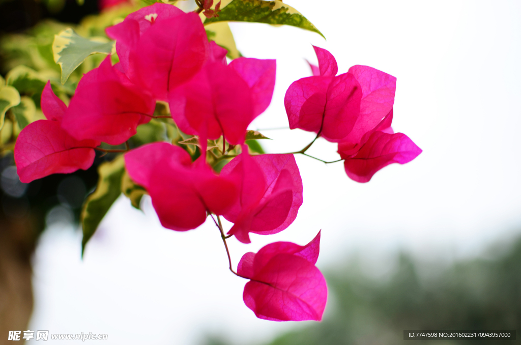 叶子花
