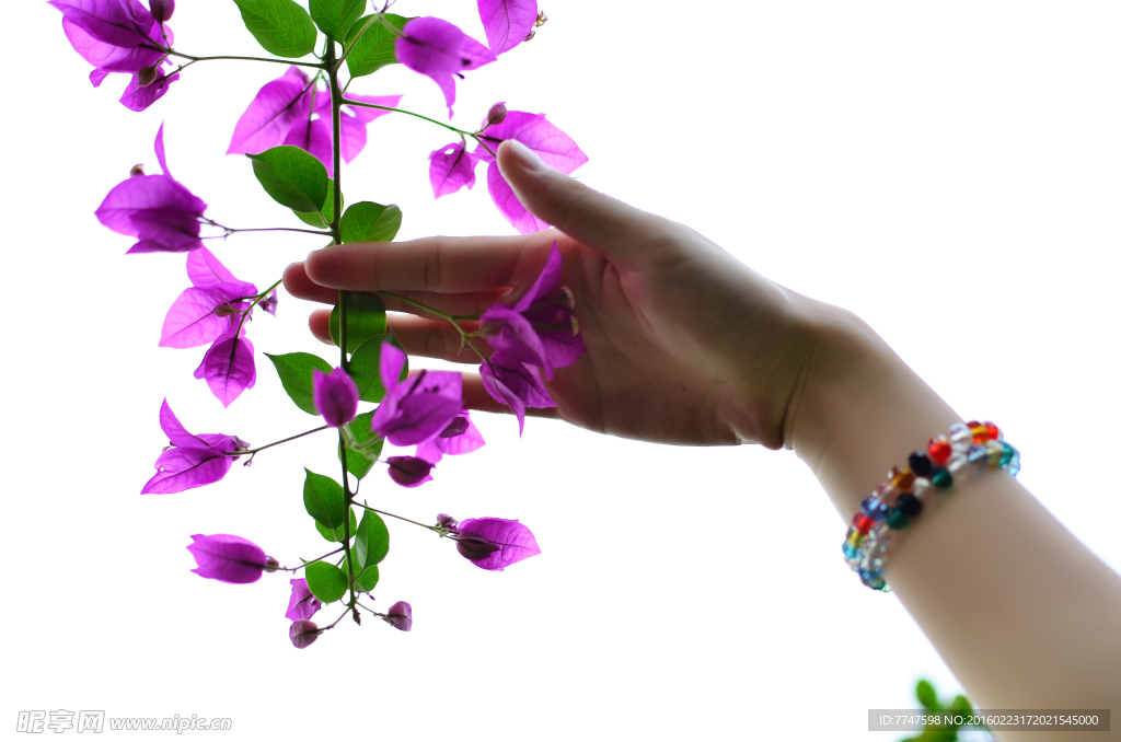 手抚花朵