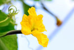 丝瓜花