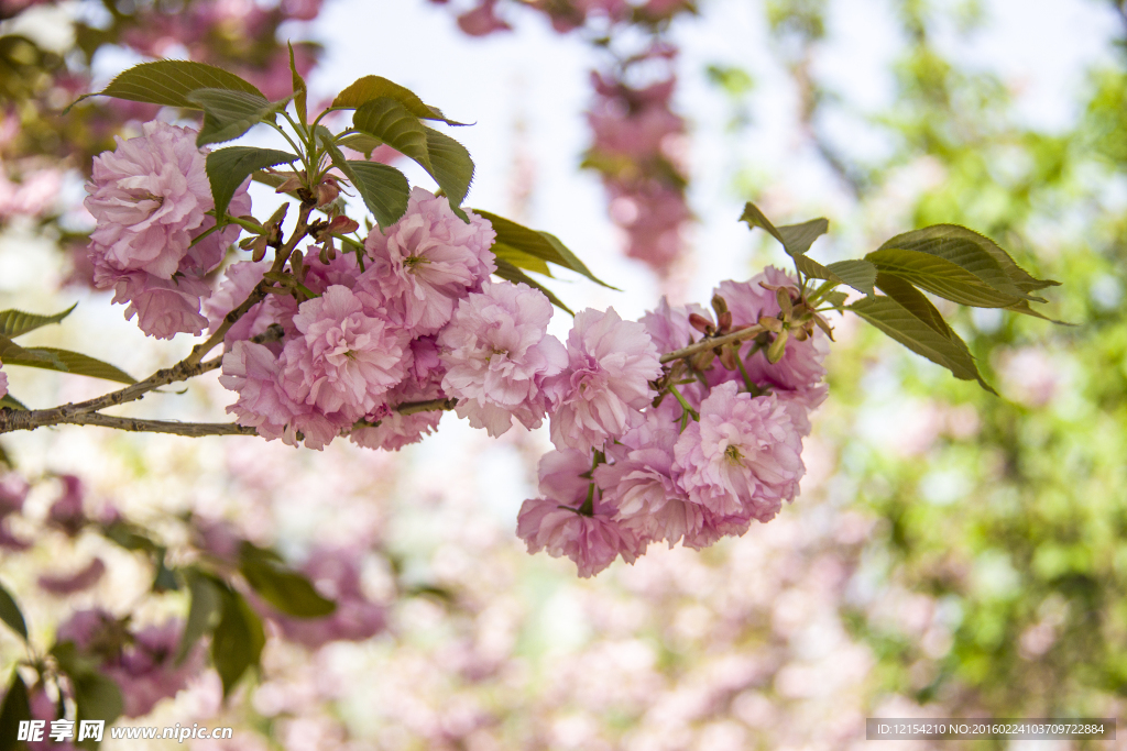 玉渊潭樱花节