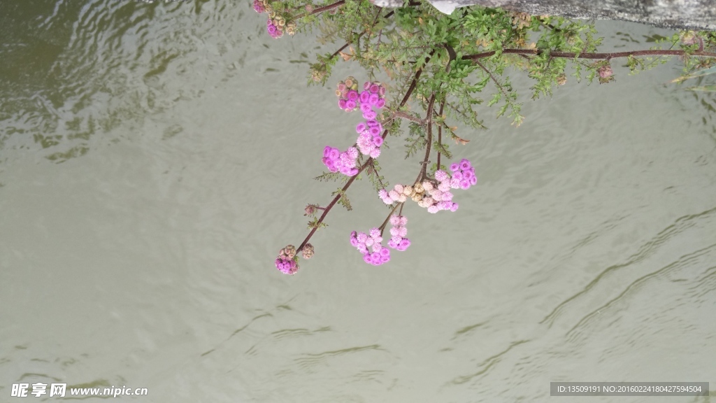 野花