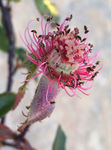 玫瑰花蕊