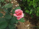 月季花