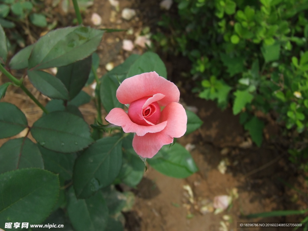 月季花