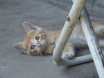 小猫