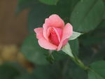 月季花