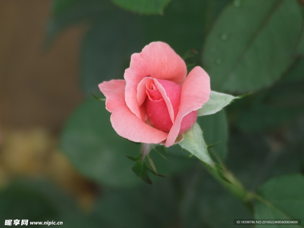 月季花