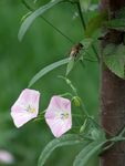 蜜蜂与花