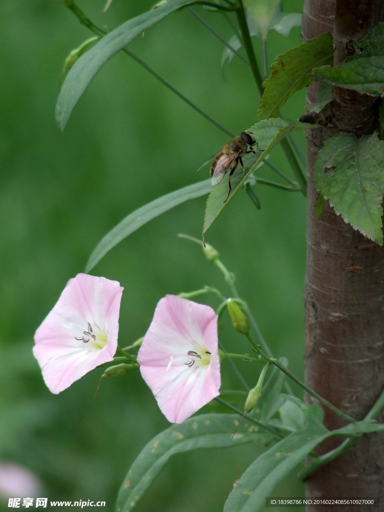 蜜蜂与花