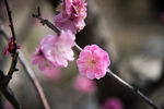梅花