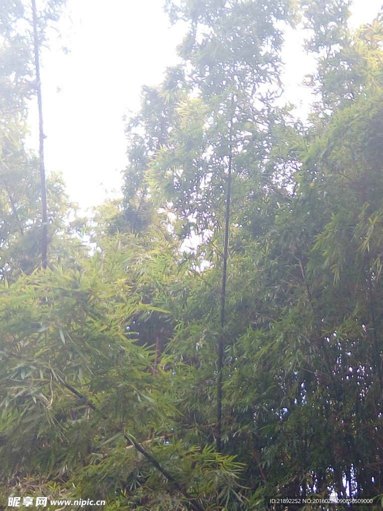 竹林